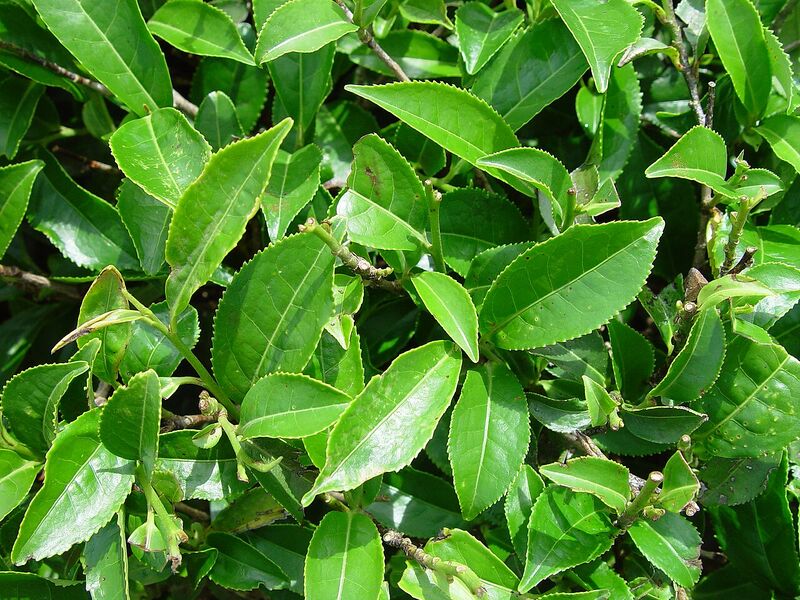 File:Teaplant.jpg